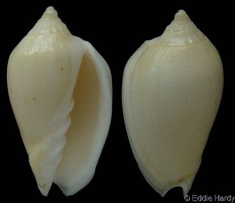 Seguenzia beloni - Gastropods by Eddie Hardy