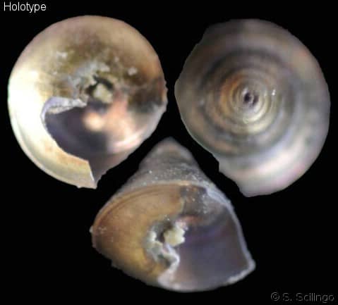 Seguenzia beloni - Gastropods by Eddie Hardy