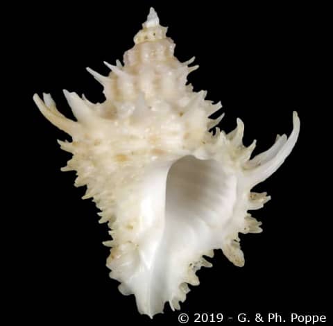 Babelomurex (Babelomurex) tosanus - Gastropods by Eddie Hardy