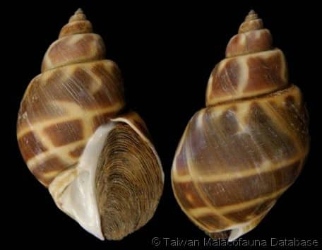 Areola Babylon Seashells XL - Babylonia Areolata - (3 shells approx. 2-2.5  inches)