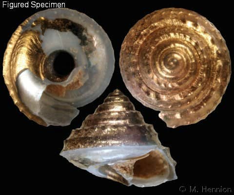 Seguenzia beloni - Gastropods by Eddie Hardy