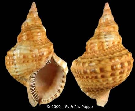 Seguenzia beloni - Gastropods by Eddie Hardy