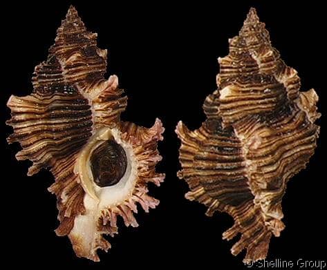 Chicoreus (Triplex) maurus - Gastropods by Eddie Hardy