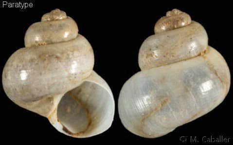 Seguenzia beloni - Gastropods by Eddie Hardy