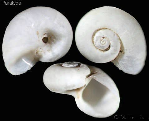 Seguenzia beloni - Gastropods by Eddie Hardy