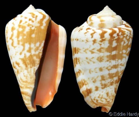 Strawberry Conch Seashells - Conomurex Luhuanus - (10 shells, approx. 1-2  inches)