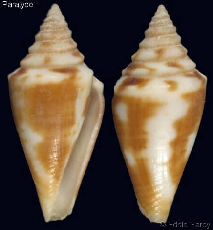 Conus (Dauciconus) anabathrum mazzolii - Gastropods by Eddie Hardy