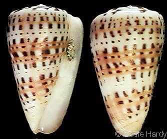 Buy Seashells For Sale Online from Schooner Specimen Shells