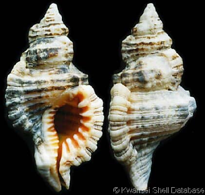 Stiff Pen Shell (GTM Research Reserve Mollusc Guide) · iNaturalist