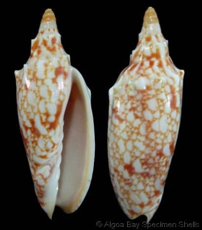 Buy Seashells For Sale Online from Schooner Specimen Shells