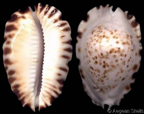 Zoila ketyana ketyana superba (var.) - Gastropods by Eddie Hardy