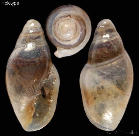 Seguenzia beloni - Gastropods by Eddie Hardy