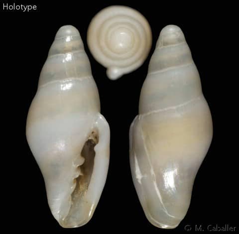 Seguenzia beloni - Gastropods by Eddie Hardy