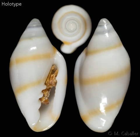 Seguenzia beloni - Gastropods by Eddie Hardy