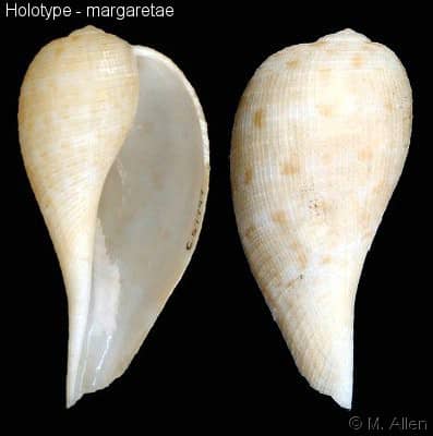 Seguenzia beloni - Gastropods by Eddie Hardy