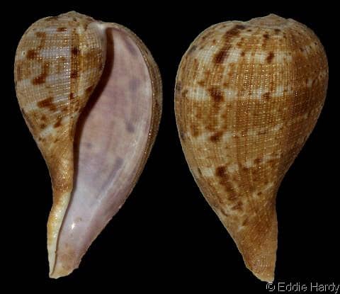 Seguenzia beloni - Gastropods by Eddie Hardy