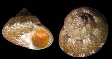 Caracola (Gibbula ardens) – Canal Mar Menor