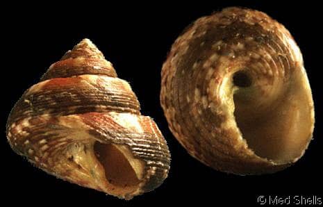 Caracola (Gibbula ardens) – Canal Mar Menor