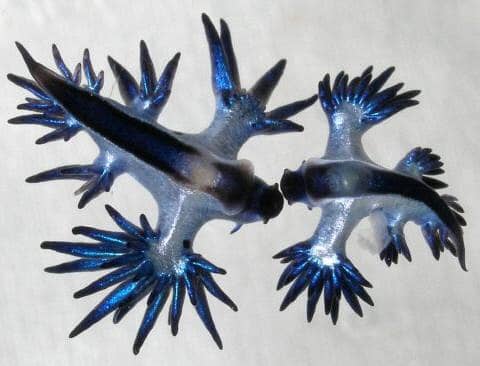 glaucus marginatus