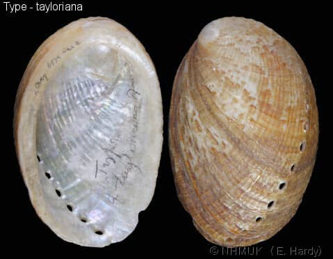 Coquille d'ormeau, Haliotis diversicolor