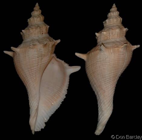 Hemifusus Conch Shell