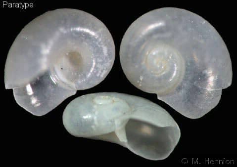 Seguenzia beloni - Gastropods by Eddie Hardy