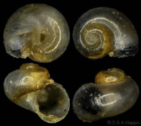 Seguenzia beloni - Gastropods by Eddie Hardy