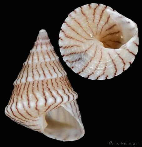     Jujubinus  unidentatus  (RA.Philippi  1844 ) Jujubinus_unidentatus