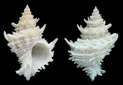 Babelomurex (Babelomurex) tosanus - Gastropods by Eddie Hardy