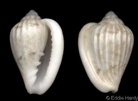 Seguenzia beloni - Gastropods by Eddie Hardy