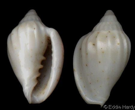 Seguenzia beloni - Gastropods by Eddie Hardy