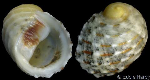 Seguenzia beloni - Gastropods by Eddie Hardy