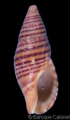 Pisania (Pisania) fasciculata - Gastropods by Eddie Hardy