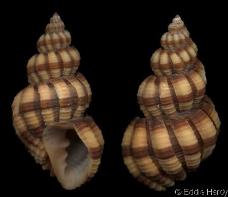 Seguenzia beloni - Gastropods by Eddie Hardy