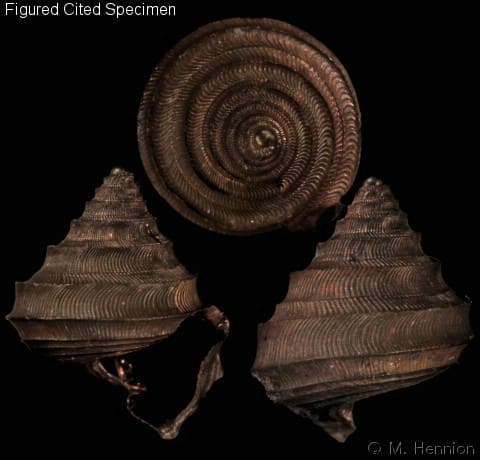 Seguenzia beloni - Gastropods by Eddie Hardy