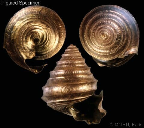 Seguenzia beloni - Gastropods by Eddie Hardy