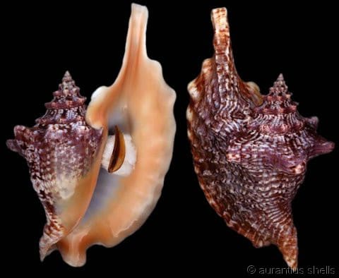 Rooster-tail Conch (Aliger gallus) · iNaturalist Canada