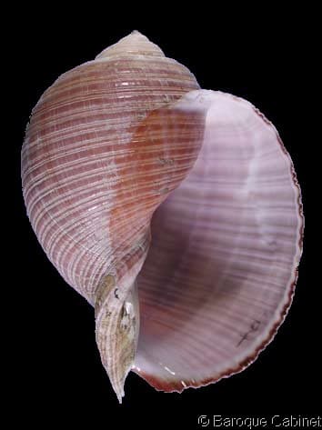 caracola Tonna cepa/olearum cultivadas en el mar