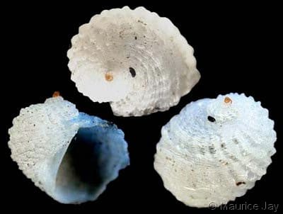 Seashells with Holes.