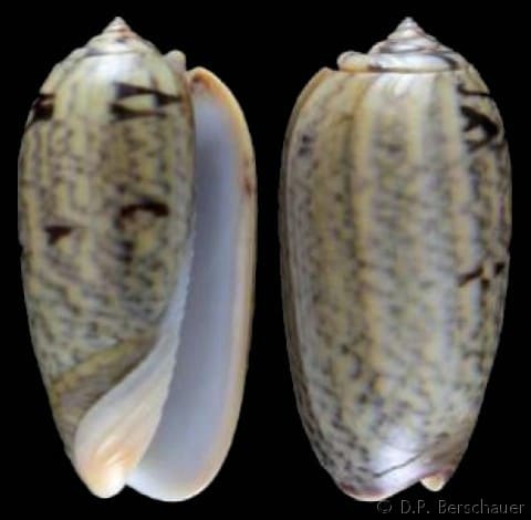 Oliva (Viduoliva) westralis elodieae - Gastropods by Eddie Hardy