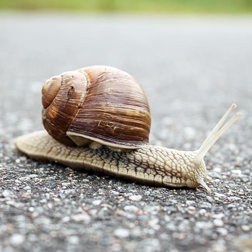 Sea Shells Collectors