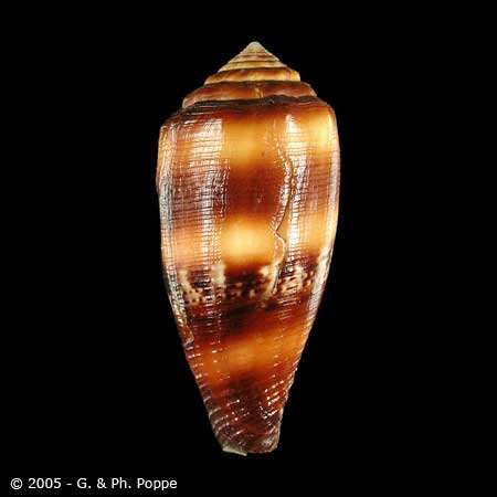 Describing Fake Shells | Shell Topics | Conchology