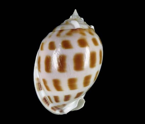Shells For Sale | The Largest Official Seashells Website Shells For Sale | The Largest Official Seashells Website