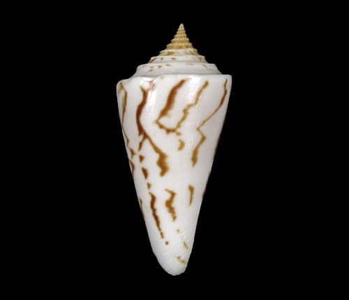 Shells For Sale | The Largest Official Seashells Website Shells For Sale | The Largest Official Seashells Website