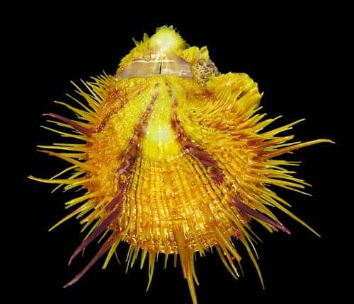 Shells For Sale | The Largest Official Seashells Website Shells For Sale | The Largest Official Seashells Website