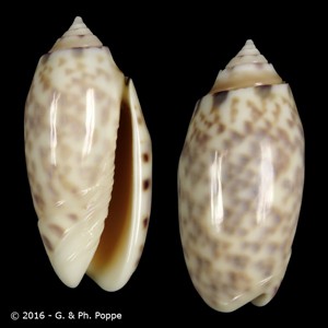 Oliva amethystina f. nebulosa