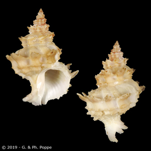 Babelomurex spinosus (Hirase, 1908)  1009802