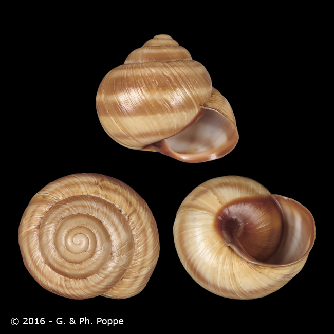 Helix pelagonesica