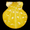 To Conchology (Bractechlamys vexillum YELLOW)