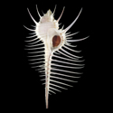 To Conchology (Murex pecten ALBINISTIC)